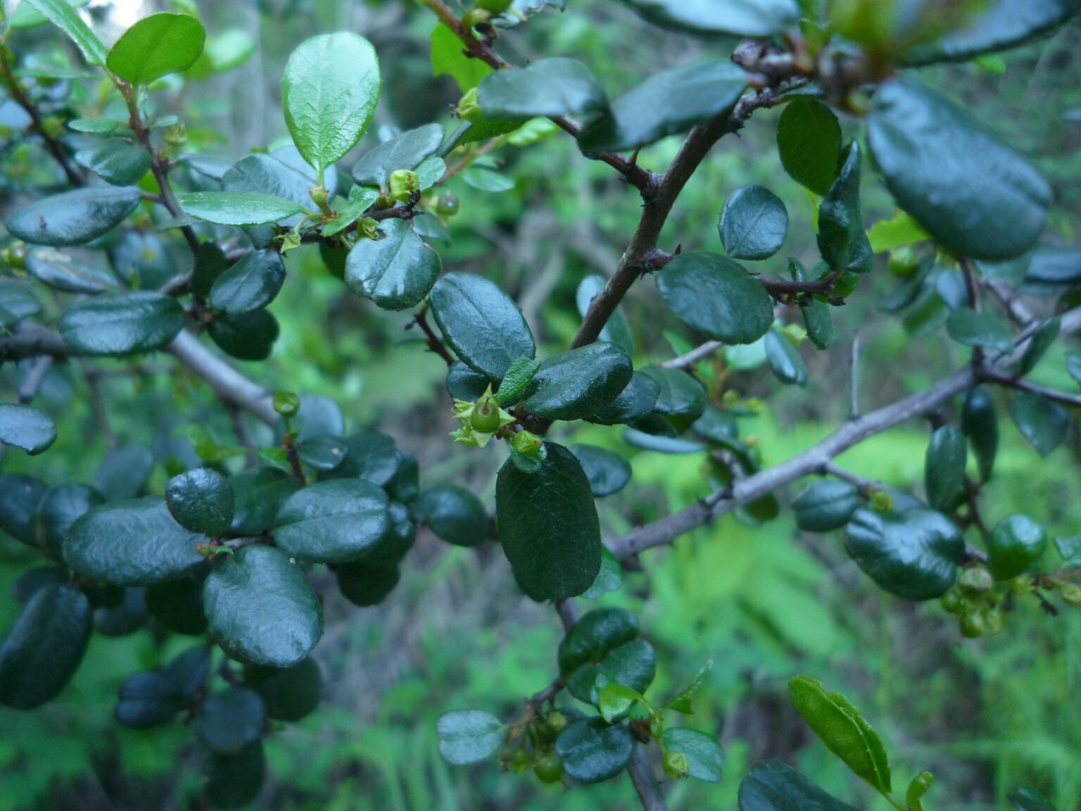 High Resolution Rhamnus crocea Fruit